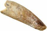 Fossil Spinosaurus Tooth - Real Dinosaur Tooth #235096-1